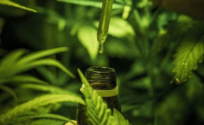 Deputados derrubam veto e autorizam distribui��o de rem�dios � base de maconha em MT