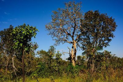 ​Mato Grosso registra queda de 11% nos alertas de desmatamento no bioma neste ano