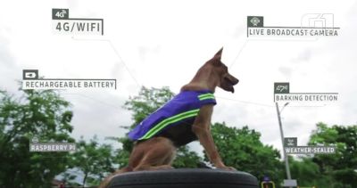 Roupa especial transforma c�es de rua em seguran�as na Tail�ndia