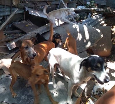 Prefeitura de Cuiab� ter� projeto de controle populacional de animais dom�sticos
