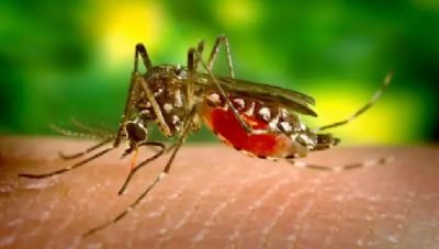 Cuiab� registra mais de 500 casos confirmados de dengue e uma morte pela doen�a em 2026