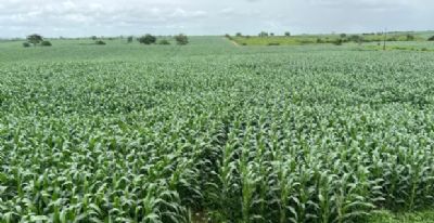 Agosto ser� mais quente e seco em Mato Grosso, mas clima favorece colheita no campo, diz Conab