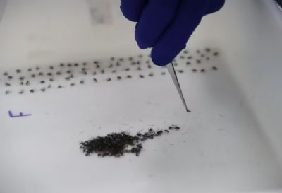 Ap�s queda nos casos de dengue, prefeitura anuncia fim do M�todo Wolbachia e desativa biof�brica de mosquitos em Presidente Prudente
