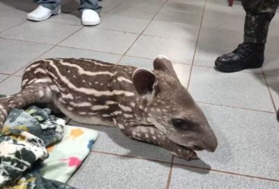 Filhote de anta de 15 dias com pata quebrada � resgatado e levado para tratamento no interior de SP