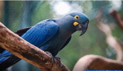 Lista de fauna amea�ada tem 180 animais inclu�dos e 150 retirados