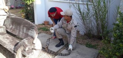 Jiboia � encontrada debaixo de varal em resid�ncia