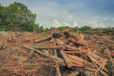Sema flagra 1,5 mil ha de desmate ilegal; multa � de R$ 7,5 milh�es