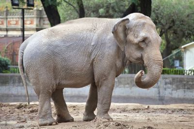 Santu�rio anuncia chegada de nova elefanta em Chapada dos Guimar�es (MT)