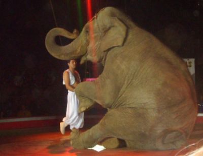 Elefanta Rampa chega na pr�xima semana em Chapada ap�s anos de cativeiro em circo