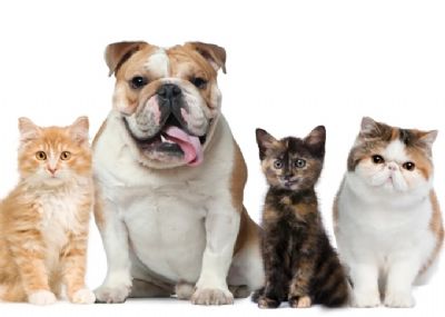 Ex-marido pagar� pens�o para gatos e cachorro ap�s fim do casamento