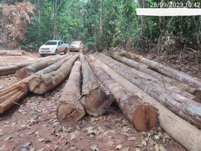 ​Sema apreende madeira ilegal e embarga mais de 10 mil hectares em Marcel�ndia
