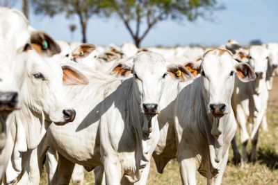 ​MT bate recorde hist�rico com abate de 627 mil cabe�as de gado em maio