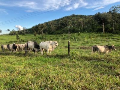 Pol�cia Civil recupera 28 cabe�as de gado furtadas em Pontes e Lacerda