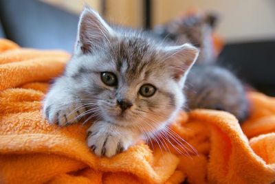 Proibi��o de animais de estima��o em condom�nio chega at� o STJ