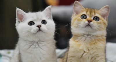 Encontro de gatos � realizado neste domingo (9) em Cuiab�