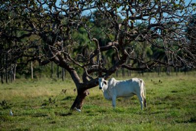 Decreto estende prazo para atualiza��o no Simcar at� 31 de dezembro