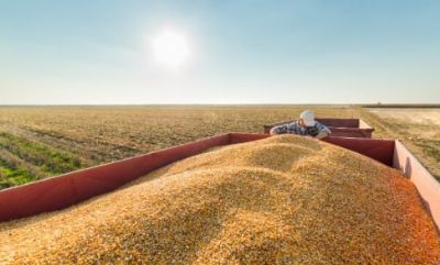 MT vai produzir 30% da safra de gr�os brasileira
