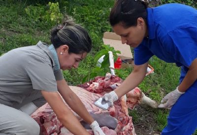 Indea e Empaer identificam causa de morte de vaca por Diarr�ia Viral Bovina