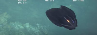 Criatura marinha se despeda�a em frente �s c�meras e intriga internautas; confira o v�deo