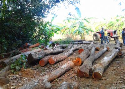 Pol�cia Ambiental apreende madeira ilegal e constata �rea desmatada