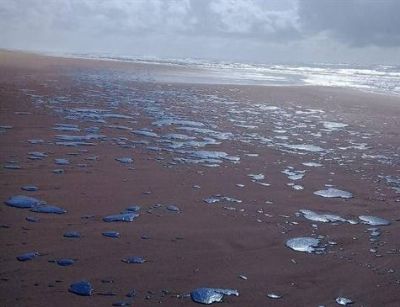 Sergipe � segundo estado em situa��o de emerg�ncia por mancha de �leo