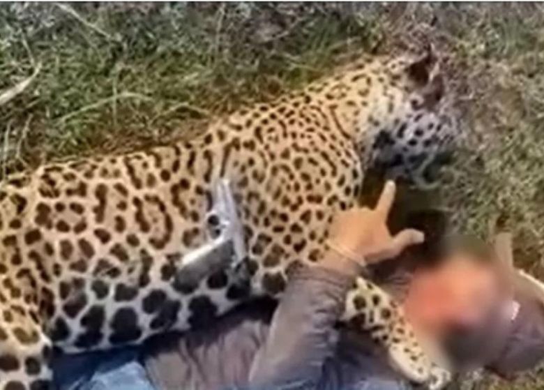 Fazendeiro que matou on�a e publicou v�deo pagar� R$ 150 mil por dano moral
