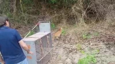 On�a parda � capturada em resid�ncia de C�ceres e solta novamente na mata