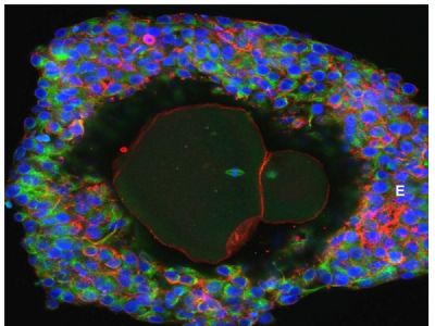 Cientistas desenvolvem �vulos humanos em laborat�rio at� a maturidade pela primeira vez