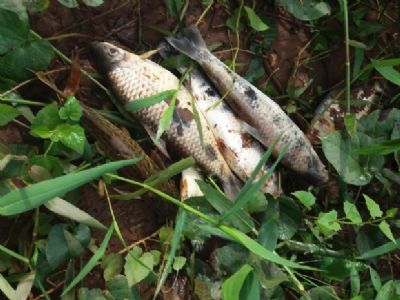 Ap�s mortandade de peixes, MP coleta amostras de �gua para verificar causas