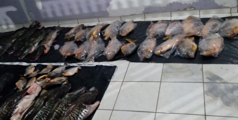 Pol�cia apreende 166 kg de peixes e multa pescador por falta de documenta��o em Pocon�