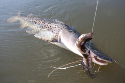 Pesca do pintado est� liberada em Mato Grosso a partir de sexta