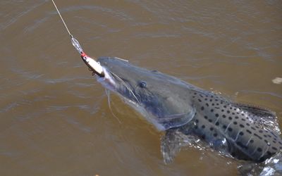 ​Sema deve liberar pesca do pintado ap�s plano de recupera��o em MT