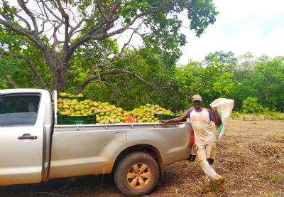 ​Maior produtor de pequi de MT, Ribeir�o Cascalheira tem produ��o e comercializa��o acompanhadas pela Empaer