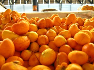 Queimadas fazem a produ��o de pequi cair cerca de 50% em munic�pio de MT