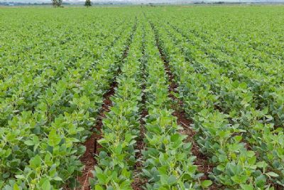 Plantio de soja atinge 100% em MT sem registro de ferrugem asi�tica