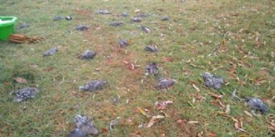 Cerca de 750 pombos s�o encontrados mortos no p�tio da Apae