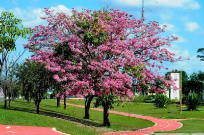 Primavera deve trazer chuva para o Pantanal e o resto do pa�s