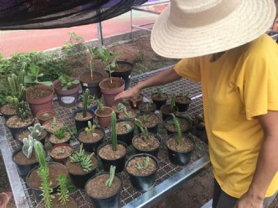 Mulheres encontram est�mulo e fonte de renda no cultivo de flores