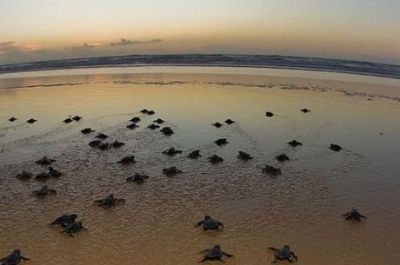 Tamar deixa de lan�ar 800 tartarugas por manchas de petr�leo