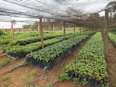 Projeto no interior ajuda a recuperar Floresta Amaz�nica com sistemas agroflorestais