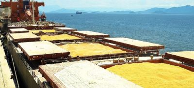 Com mudan�a no calend�rio, produtores temem prolifera��o de pragas e preju�zo ao gergelim