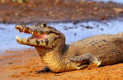 Estudo da Unemat analisa uso de �leos extra�dos do jacar� do Pantanal para fins terap�uticos