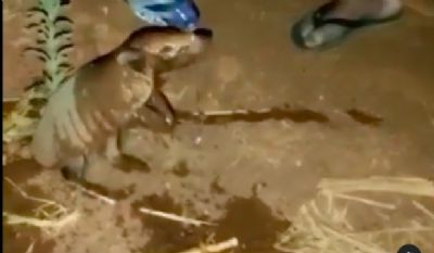 Rapaz encontra tatu com sede e o ajuda na beira da estrada em Chapada dos Guimar�es