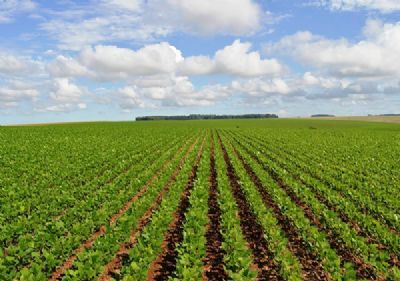 TJ rejeita pedido de produtores que buscavam imunidade contra bloqueios em per�odo de pandemia