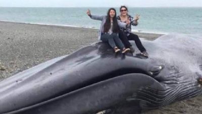 Turistas vandalizam cad�ver de baleia e geram revolta nas redes sociais