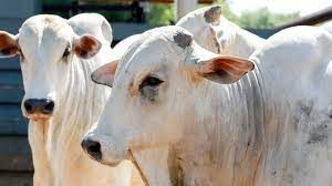 Cota��o da vaca gorda cai em Mato Grosso