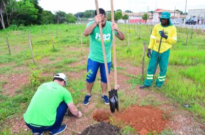 Mais de 800 mudas de esp�cies nativas s�o plantadas e distribu�das na Morada do Ouro