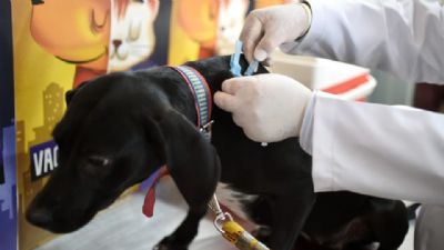 ​Dia D de Vacina��o Antirr�bica acontece neste s�bado