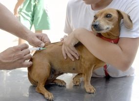 Campanha de vacina��o contra Raiva Animal acontece neste s�bado (05)