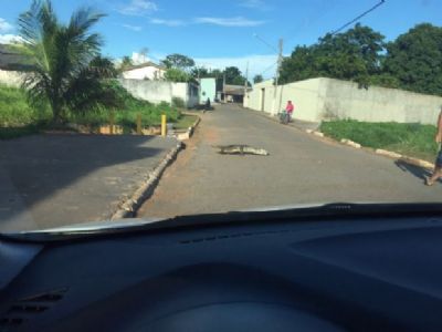 Flagra jacar� no meio de cidade em Mato Grosso e pessoa se arriscando a poucos metros do animal